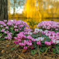 cyclamen pink and white flowers - garden decoration stock pictures, royalty-free photos & images