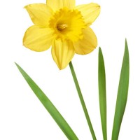 daffodil isolated on white - garden decoration stock pictures, royalty-free photos & images