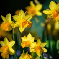 daffodils - garden decoration stock pictures, royalty-free photos & images