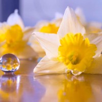 daffodils 44 - garden decoration stock pictures, royalty-free photos & images