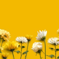 daffodils border - garden decoration stock pictures, royalty-free photos & images