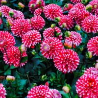 dahlia - garden decoration stock pictures, royalty-free photos & images