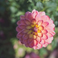 dahlia at longwood garden - garden decoration stock pictures, royalty-free photos & images