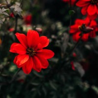 dahlia cultivar bishop of llandaff (dahlia bishop of llandaff) flowers - garden decoration stock pictures, royalty-free photos & images