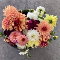 dahlia delight - garden decoration stock pictures, royalty-free photos & images