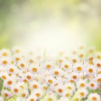 daisies in the flower garden - garden decoration stock-fotos und bilder