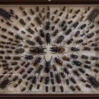 dead beetle collection on display in the kandawgyi national garden in pyin oo lwin, myanmar. - garden decoration stock pictures, royalty-free photos & images