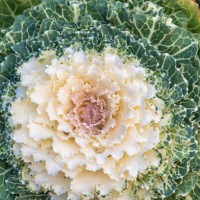 decorative cabbage in garden - garden decoration stock pictures, royalty-free photos & images