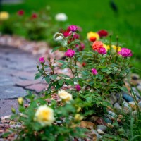 decorative miniature roses - garden decoration stockfoto's en -beelden