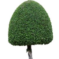 decorative shrub on isolated background for garden decoration - garden decoration stock pictures, royalty-free photos & images