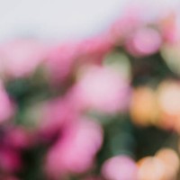 defocused colorful flowers in pink and orange - garden decoration stock pictures, royalty-free photos & images