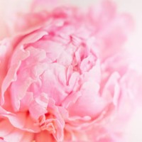 delicate blush pink peony in soft focus whispering the essence of spring - garden decoration stock pictures, royalty-free photos & images