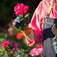 delicate flowers need love and care - garden decoration stock pictures, royalty-free photos & images