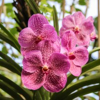 delicate pink orchid flowers in singapore botanical garden - garden decoration stock pictures, royalty-free photos & images