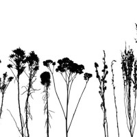 desert twigs and plants - garden decoration stock illustrations