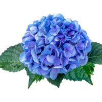 detail of a hydrangea flower against an isolated white background. clipping path - garden decoration stock pictures, royalty-free photos & images