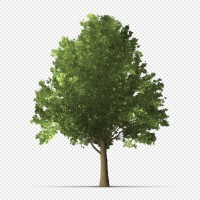 detailed tree on transparent background - garden decoration stock illustrations