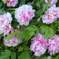 Details of a pink flowering peony bush is seen in L'Aquila, Italy, on april 16th, 2024. Peonies are herbaceous perennials prized for their large,...