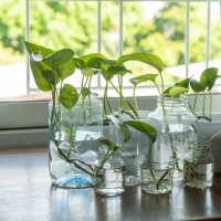 devil's ivy in reused plastic and glass bottles - garden decoration stock pictures, royalty-free photos & images