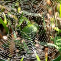 dew trapped in spider web - garden decoration stock pictures, royalty-free photos & images