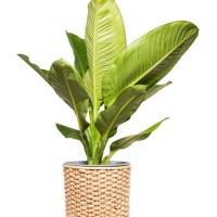 dieffenbachia (araceae) in wicker basket isolated on white background. - garden decoration stock pictures, royalty-free photos & images