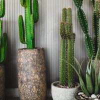 different cactuses in stone pots as decoration. grey wall background. - garden decoration stock pictures, royalty-free photos & images