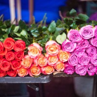 different roses on flower market - garden decoration stock pictures, royalty-free photos & images