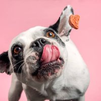 dog catching a biscuit. - food stock pictures, royalty-free photos & images