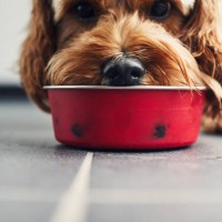 dog eating food from a bowl - food stock pictures, royalty-free photos & images