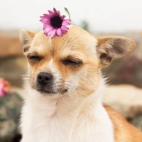 dog in spring - garden decoration stock pictures, royalty-free photos & images