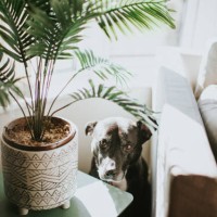 dog looking - home decoration stock pictures, royalty-free photos & images
