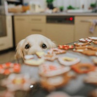 dog looking at christmas cookies,poland - food stock pictures, royalty-free photos & images