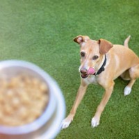 dog looking at hand holding bowl with dog food - food stockfoto's en -beelden