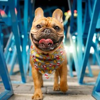 dog parading on the catwalk - fashion stock pictures, royalty-free photos & images
