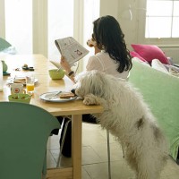 dog stealing woman's toast - food stock pictures, royalty-free photos & images