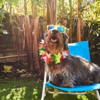 dog wearing sunglasses - home decoration stock pictures, royalty-free photos & images