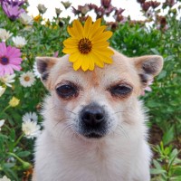 dog with flower on head, pollen allergy - garden decoration stock pictures, royalty-free photos & images
