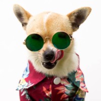 dog with shirt and glasses - fashion stock pictures, royalty-free photos & images