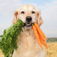 dog with vegetables - food stock pictures, royalty-free photos & images