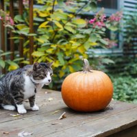domestic cat and a pumpkin - garden decoration stock pictures, royalty-free photos & images
