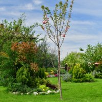 domestic garden full of decorative bushes, trees and flowers at sunlight - garden decoration stock pictures, royalty-free photos & images