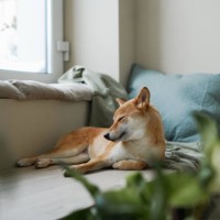domestic ginger dog dreaming on warm cozy windowsill with pillow and blanket - home decoration stock pictures, royalty-free photos & images