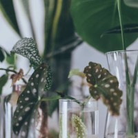 dots begonia house plant in water - garden decoration stock pictures, royalty-free photos & images