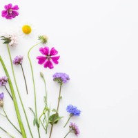 double side border of colorful summer flowers - garden decoration stock pictures, royalty-free photos & images