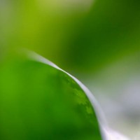 dramatic leaf in shallow depth of field - garden decoration stock pictures, royalty-free photos & images