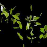 dried bay leaves flying in air - food stock pictures, royalty-free photos & images