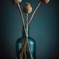 dried garden poppy in a bottle, floral still life concept - garden decoration stock pictures, royalty-free photos & images