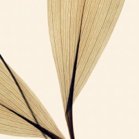 dried petal flower leaves- lily of the valley flower - home decoration stock pictures, royalty-free photos & images