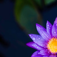 drop on water lily - garden decoration stock pictures, royalty-free photos & images