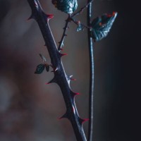 dry bramble plant in the nature - garden decoration stock pictures, royalty-free photos & images